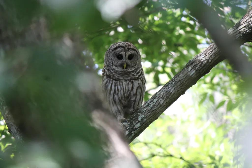 An owl sitting in a tree