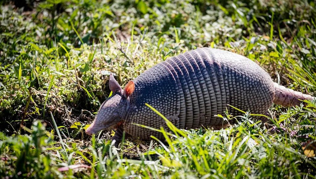 An armadillo walking through short grass
