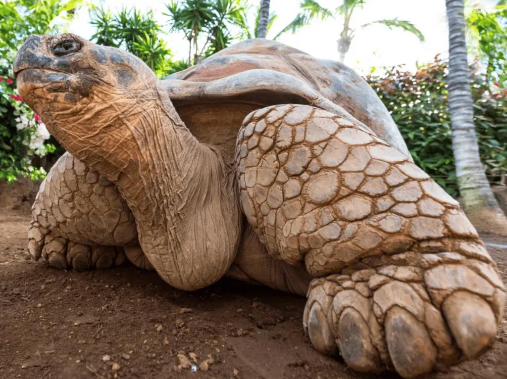 Eine Nahaufnahme einer großen Schildkröte