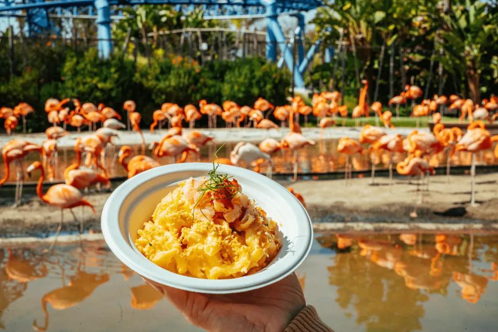 Orange mash (or ice cream) dish being held up in front of a pond full of pink flamingos standing.