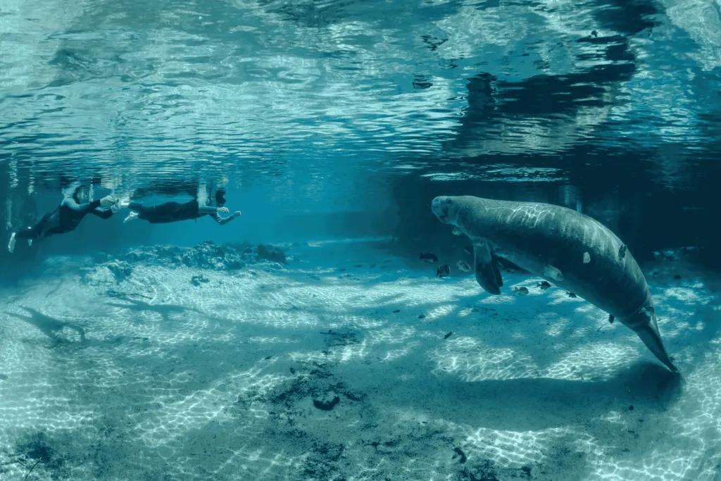 Two people underwater snorkelling with a manatee