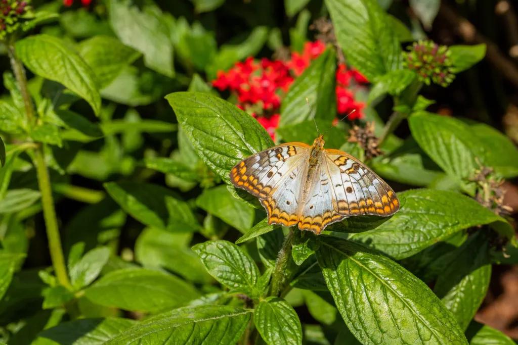 A brown and white coloured butterfly landed on green plants with pink flowers in the background.