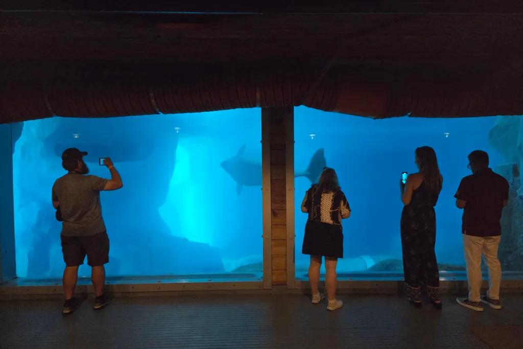 Beluga whales swimming in a tank as people watch and take photos.