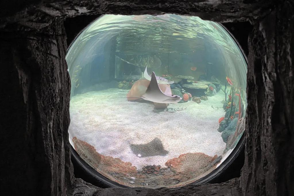 Circular window to an underwater tank with stingrays swimming around.