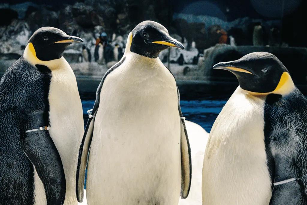 Three large, heavy penguins stood together in a dark room with snow and ice in it.