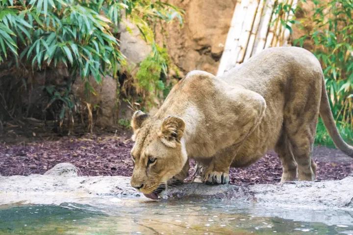Lion drinking water at Loro Parque