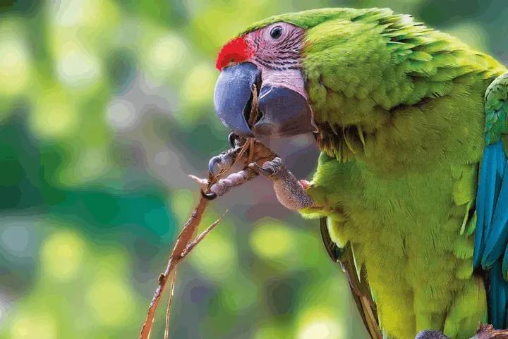 Green parrot at Loro Parque in Tenerife