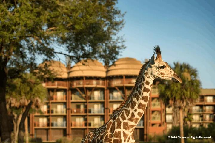 Giraffe, Disney's Animal Kingdom Lodge