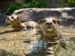 Meet Discovery Cove’s OTHER Residents