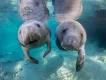 florida manatee festival