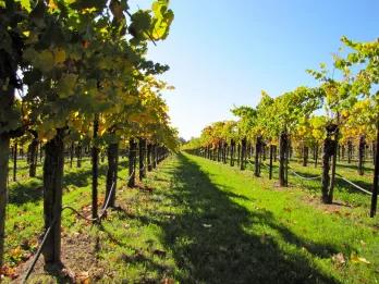 California Wine Country - Half Day Tour to Sonoma from San Francisco 