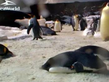 Watch 24 Hour SeaWorld Penguin Cam!