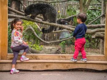 Two children standing in front of an animal enclosure at Chessington Zoo
