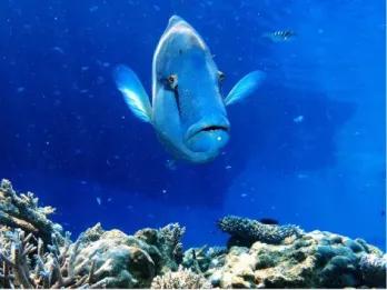 Great Barrier Reef Adventure