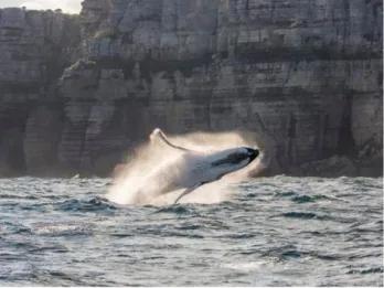 Sydney Whale Watching Cruise