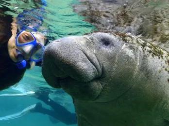 Swim with the Manatee