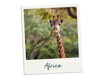 A giraffe stood looking at a camera with trees in the background.