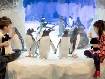 Sea Life Birmingham Penguins