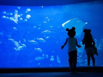 Two young children looking into the glass of a large aquarium full of fish and a stingray