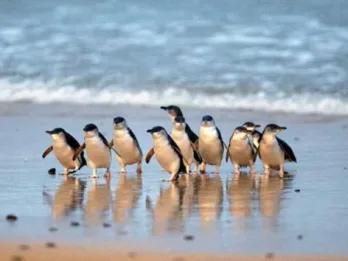 Phillip Island Penguin Parade