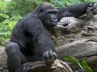 Villa Gorilla