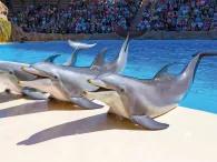 Dolphins