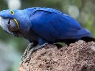Parrot Show