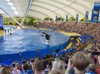 Orca Ocean