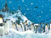 Planet Penguin