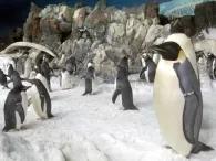Penguin Encounter