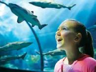 Shark Encounter