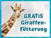 Portrait von Giraffe - Gratis Giraffenfütterung Angebot
