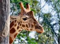 Sydney Harbour Explorer Cruise with Taronga Zoo