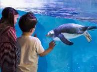 Sealife Bir