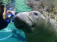 Swim with the Manatee