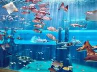 Picture of shark-infested underwater lagoon at Atlantis Aquaventure Waterpark