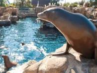 Flippers, Facts and Fun: The Sea Lion Experience at SeaWorld Orlando