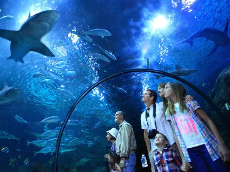 Loro Parque