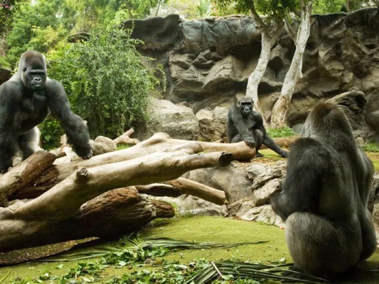 Loro Parque and Siam Park Twin Ticket