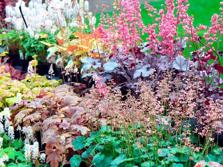 Visit to Kew Gardens and Palace with Cream Tea for Two
