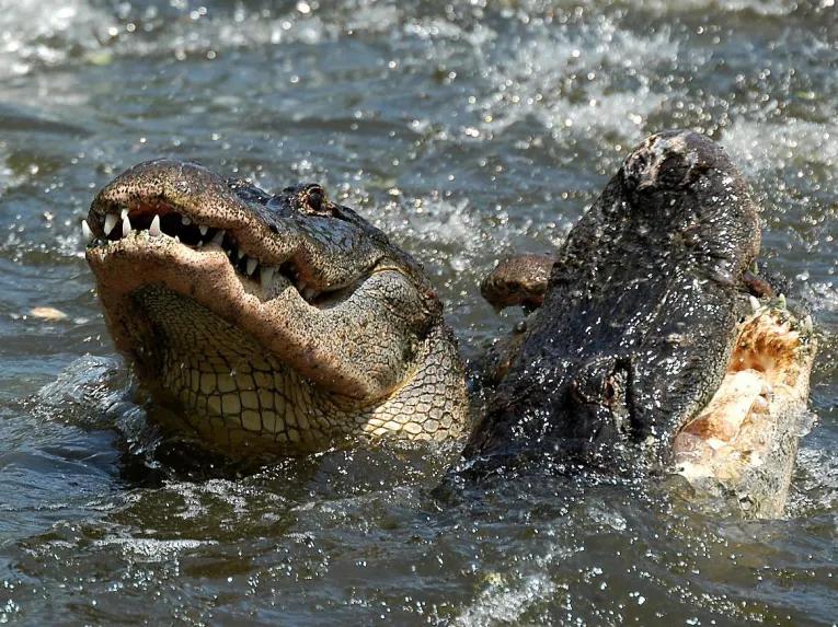 Gatorland Tickets