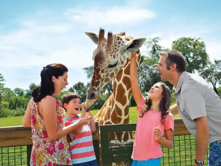 Family feeding giraffes on Serengeti Safari at Busch Gardens Tampa Bay
