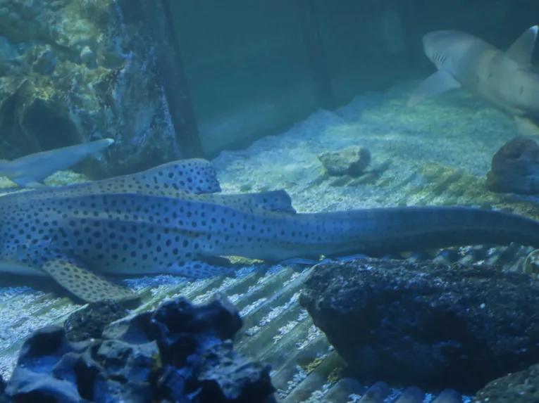 SEA LIFE Blackpool