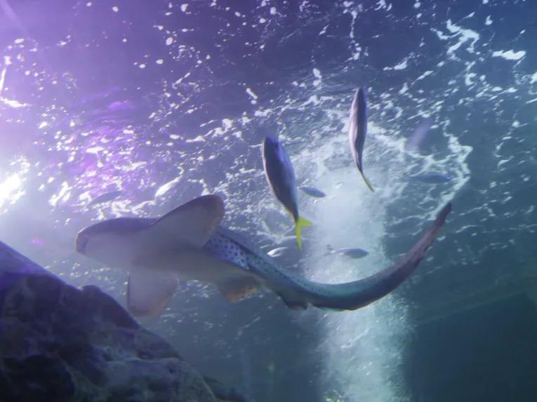 SEA LIFE Blackpool