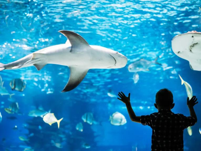 Adventure Aquarium