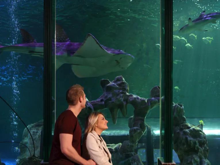 SEA LIFE Blackpool