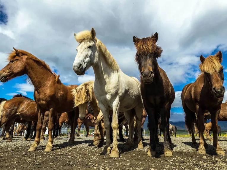 Viking Horse & Golden Circle