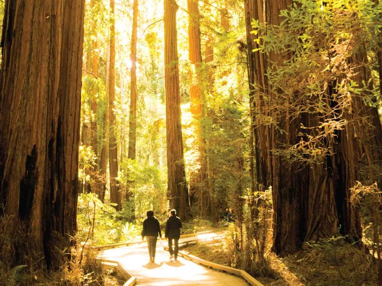 Muir Woods & Sausalito Tour 