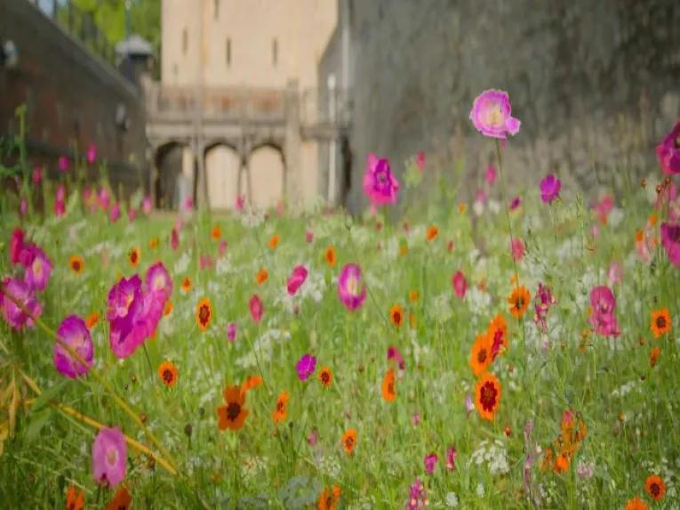 Superbloom at Tower