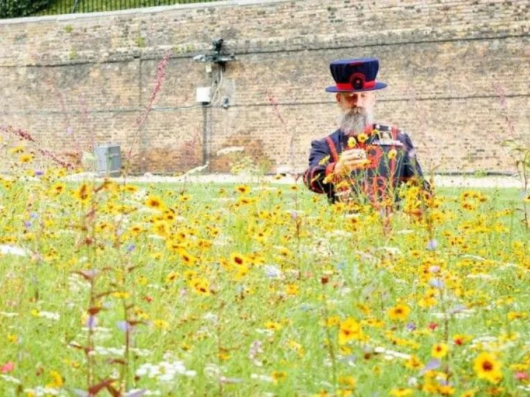 Superbloom at Tower